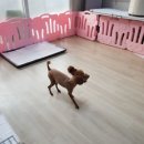구피애견 이미지