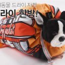 펫팸