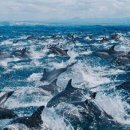 산타 크루즈 이미지