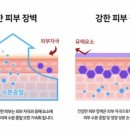 씨씨피 이미지