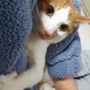 슈가테라피