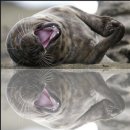 서경행정사사무소 이미지