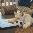 네이처스토리 | 대구 동물원 백사자 루카루나 네이처파크 할인 주차