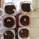 충우농장 | 왕사슴벌레 키우기 애벌레에서 성충까지 방법 및 정보와 성장 후기