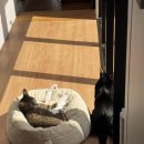 독립로L(4) | 고양이 복막염 완치 후기: 84일간의 기록 (큐어핍 주사제에서 알약까지 비용/부작용 팁)