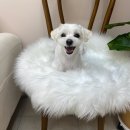 퍼피샬롱 이미지