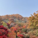 숲속분재원 이미지