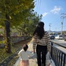 문막초등학교 | 원주 반계리 은행나무, 노란 튀김 만나고 온 날 🌳