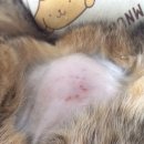 봄날동물의료센터 이미지