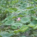 재건냉면 이미지