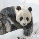 판다스노우
