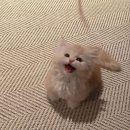 나만 없어 고양이 이미지