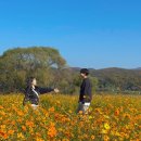 코스모스 | [남양주] 가을에 방문한 물의정원 황하코스모스 후기🌼