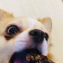 베베시터 이미지