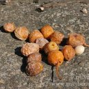 도은약품 이미지