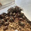 더렙컴퍼니