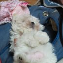 말티와푸들이사는집 이미지