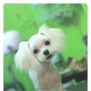 나나 펫 살롱 이미지