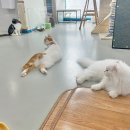 냥다방 이미지