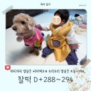 뉴청스튜디오 | [26.02.19.] 찰떡일기 (61) :: D+288~294 까치까치 설날은 어저께고요 우리우리 설날은 오늘이래요🐦‍