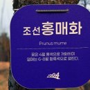 2025 섬 홍매화축제 이미지