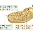 무병장수의 비밀 ‘미토콘드리아’ 1등급 에너지효율로 만드는법 이미지