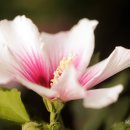 시카고 보타닉가든의 샤론의 꽃(Rose of Sharon): 무궁화 이미지