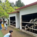 주호목장 | [제주] 제주 아이랑 가볼만한 곳, 아침미소목장 솔직후기 🐮