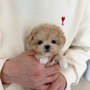 조은애견 이미지