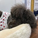 아델 동물병원 이미지