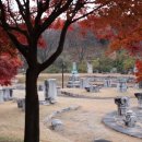 청산 단풍나무길 이미지