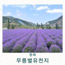 동해 무릉별유천지 라벤더축제 기간 실시간 강원도 6월 여행