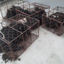 제천염소도축장 이미지