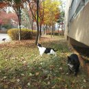 고양이정원 이미지