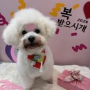 블루멍 펫 테라피 | [전주 펫아로마] 전주 애견미용과 전주도테라 펫아로마 샵인 아로멍