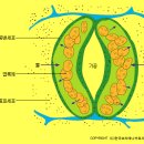 피톤치드,엽록소란,엽록소,카로티노이드와 안토시안계열 색소 이미지