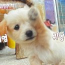 춘이농장 네이버블로그