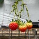 봄이네농장 | 파주 딸기체험농장 월롱딸기, 아이들과 주말에 가볼만한 곳 추천