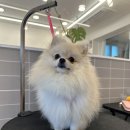 티몬이네 목욕탕 | 대구 동구 애견미용실 포메라니안 물개 컷 티몬이네 목욕탕