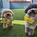 리치펫하우스 이미지