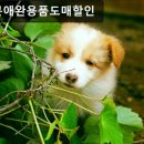 애완용품도매·할인