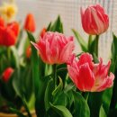비는 오지 않지만, 우리에겐 우산이 있지 | [모두농 서포터즈] 시작하는 베란다 초보 농부를 위한 꿀팁 다섯 가지
