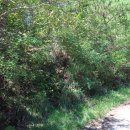 당리고개 이미지