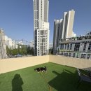 멍스쿨 | 안양애견카페 멍루프애견놀이터 공간대여 놀이터