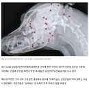 산탄총 파편 70개 박힌 유기견…비비탄 이어 ‘동물 공격’ 충격 이미지