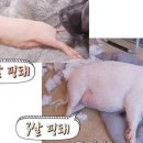 핑돼