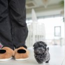 블루퍼피 이미지