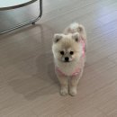 해맑은 애견미용 | 평택 애견미용 추천 셀프 목욕 가능한 유폴 평택지제역점 후기