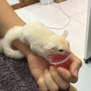 햄스터 분양 햄스터월드 이미지