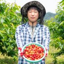 제철과일의 맛을 담은 생체리 국산 노란체리와 레이니어체리 후기